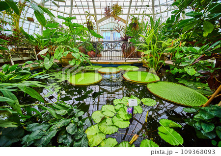 Close up view of pond area inside Conservatory of flowers with railing and exit doors 109368093