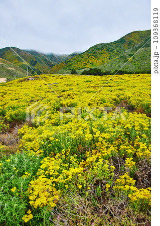 Field of yellow wildflowers leading to mountains with clouds cresting their tops Field of yellow wildflowers leading to mountains with clouds cresting their tops 109368119