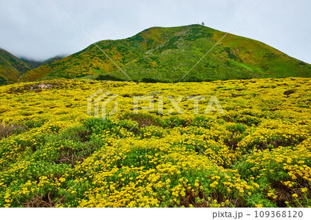 Field of yellow wild flowers leading to hill with distant clouds passing between hilltops Field of yellow wild flowers leading to hill with distant clouds passing between hilltops 109368120