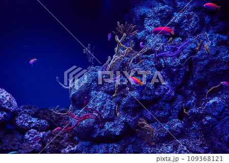 Dark lighting of blue and white underwater rocks with vibrant pink and yellow fish swimming Dark lighting of blue and white underwater rocks with vibrant pink and yellow fish swimming 109368121