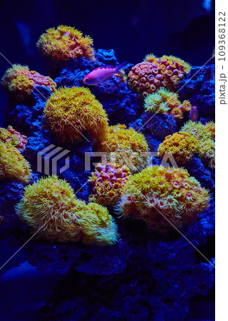 Dark lighting in underwater scene with pink fish swimming beside yellow coral and blue stones 109368122
