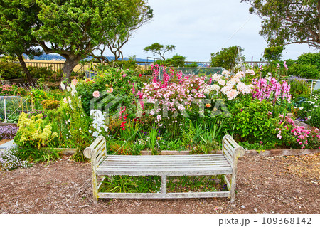 Faded white wooden bench with colorful variety of white and pink flowers in garden Faded white wooden bench with colorful variety of white and pink flowers in garden 109368142
