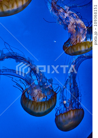 Four jellyfish floating in bright blue saltwater tank Four jellyfish floating in bright blue saltwater tank 109368151