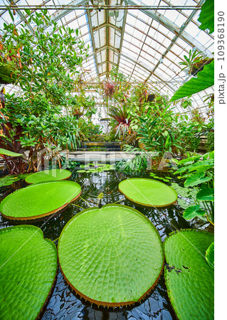 Large waterlily pads with greenhouse ceiling and plants everywhere Large waterlily pads with greenhouse ceiling and plants everywhere 109368190