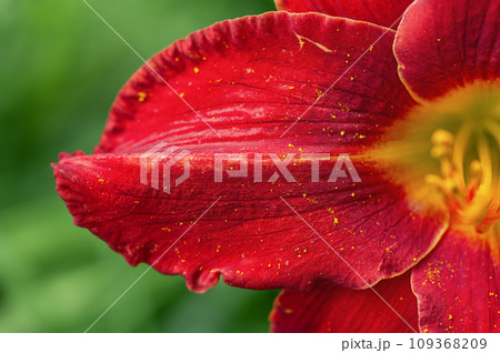 Macro photo of red and yellow lily petals. Flower on green blurred natural background. 109368209