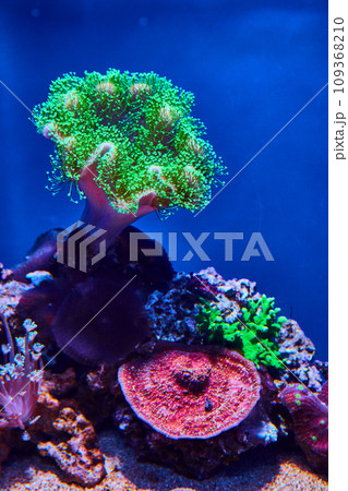 Neon green coral polyps on sandy bottom with dark blue background Neon green coral polyps on sandy bottom with dark blue background 109368210