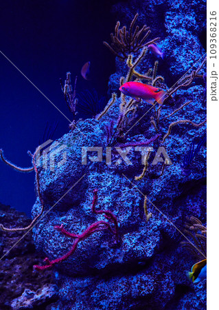 Marine aquarium with dark blue and white stone and vibrant pink and yellow fish swimming Marine aquarium with dark blue and white stone and vibrant pink and yellow fish swimming 109368216