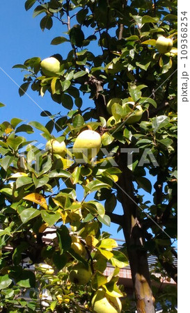 黄色く色づき収穫時期が近づいた家庭果樹園の花梨の実 黄色く色づき収穫時期が近づいた家庭果樹園の花梨の実 109368254