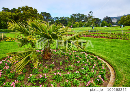 Pink flowers in a circle with brahea plant growing at center and park in background Pink flowers in a circle with brahea plant growing at center and park in background 109368255