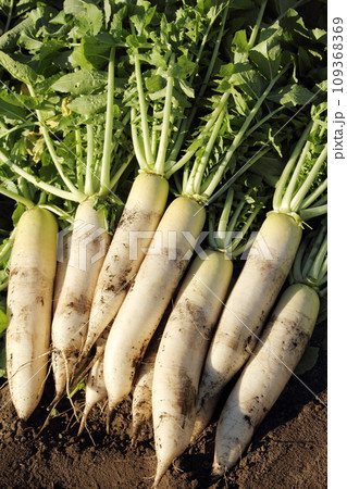 大根の収穫 109368369