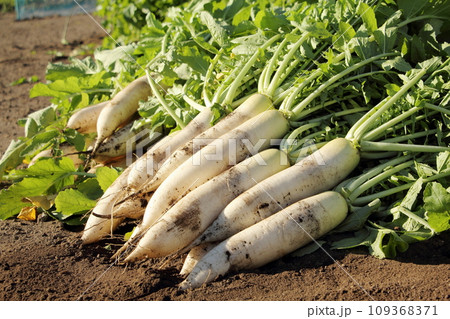 大根の収穫 109368371