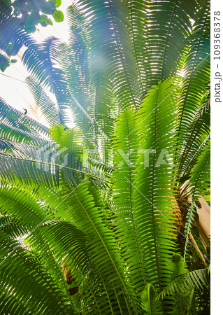 Tall stems with singular blades creating wall of leafy fronds Tall stems with singular blades creating wall of leafy fronds 109368378