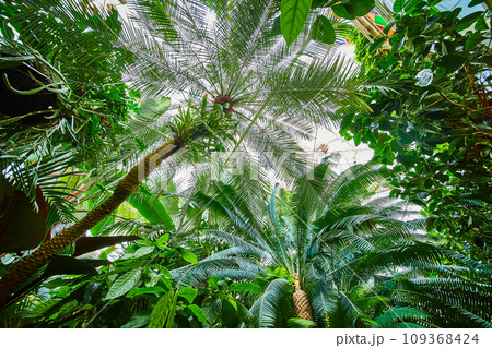 Upward view of trees inside Conservatory of Flowers Upward view of trees inside Conservatory of Flowers 109368424