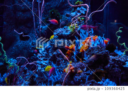Underwater marine life with vibrant fish and bright orange and yellow polyps under blue lighting Underwater marine life with vibrant fish and bright orange and yellow polyps under blue lighting 109368425