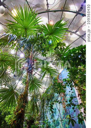 Upward view of tropical rainforest biome trees inside dome with painted wall 109368430