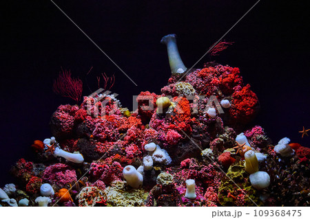 Vibrant reds and pinks of coral colony in dark underwater setting with starfish on tank walls 109368475