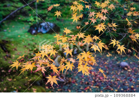 湖東三山 西明寺 秋 湖東三山 西明寺 秋 109368884
