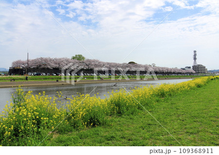 春の青空の下、桜咲く菜の花の花と菜の花が咲く春を迎えた直方の風景 春の青空の下、桜咲く菜の花の花と菜の花が咲く春を迎えた直方の風景 109368911