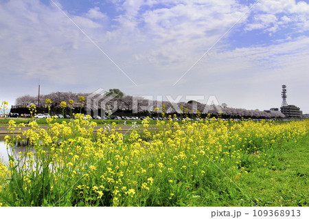 春の青空の下、桜咲く菜の花の花と菜の花が咲く春を迎えた直方の風景 春の青空の下、桜咲く菜の花の花と菜の花が咲く春を迎えた直方の風景 109368913