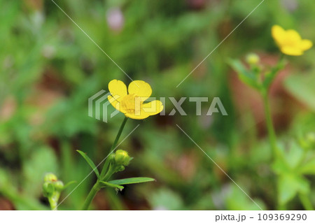 ミヤマキンポウゲ ミヤマキンポウゲ 109369290