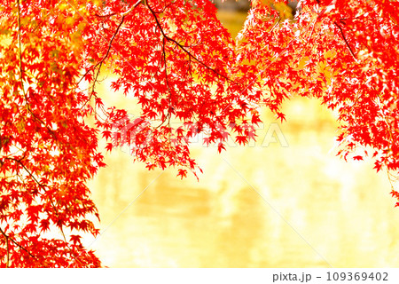 もみじの紅葉 もみじの紅葉 109369402