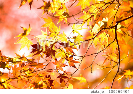 もみじの紅葉 もみじの紅葉 109369404