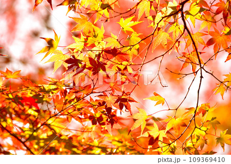 もみじの紅葉 もみじの紅葉 109369410