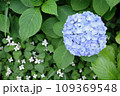 紫陽花 109369548
