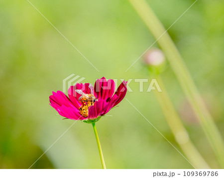 秋の景色　可憐でかわいいカラフルなコスモスの蜜を吸うミツバチ 109369786