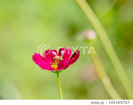 秋の景色　可憐でかわいいカラフルなコスモスの蜜を吸うミツバチ 109369787