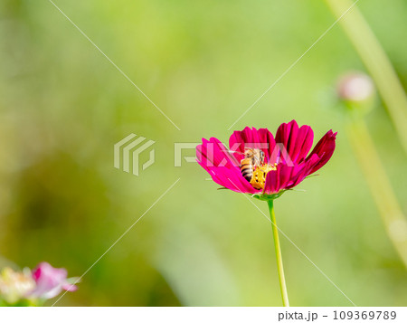 秋の景色　可憐でかわいいカラフルなコスモスの蜜を吸うミツバチ 109369789
