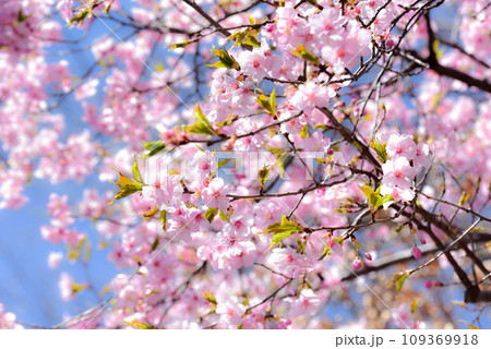 満開の桜 109369918