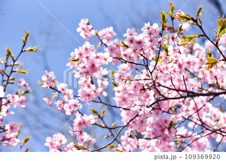 満開の桜 109369920