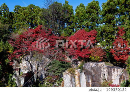 2023けいはんな記念公園の紅葉　水景園の崖の上にあるもみじ② 109370182