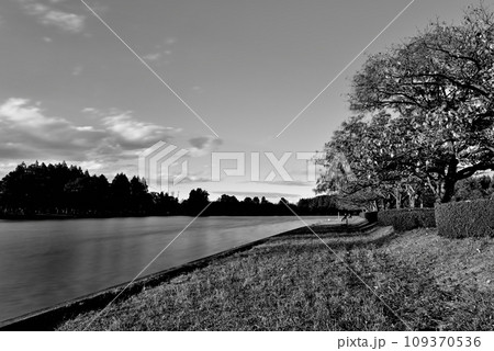 晩秋の水元公園の風景　 長時間撮影 モノクローム 109370536