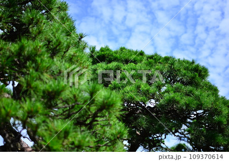 Japanese gardens are traditional gardens whose designs are accompanied by Japanese aesthetics and philosophical ideas, avoid artificial ornamentation, and highlight the natural landscape. Japanese gardens are traditional gardens whose designs are accompanied by Japanese aesthetics and philosophical ideas, avoid artificial ornamentation, and highlight the natural landscape. 109370614