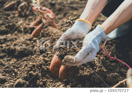 vegetable field 109370727