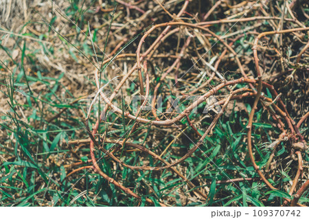 サツマイモのツル 109370742