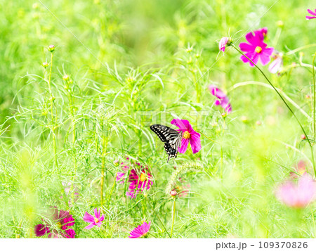 秋の景色　可憐でかわいいカラフルなコスモスの蜜を吸いに来たアゲハ蝶 109370826