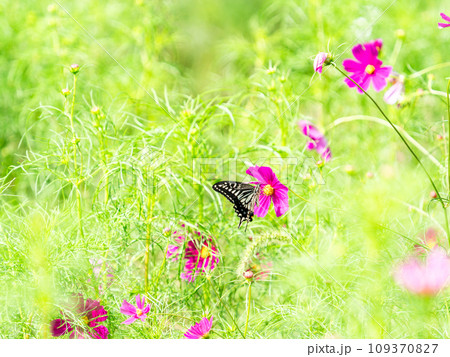 秋の景色　可憐でかわいいカラフルなコスモスの蜜を吸いに来たアゲハ蝶 109370827