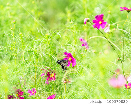 秋の景色　可憐でかわいいカラフルなコスモスの蜜を吸いに来たアゲハ蝶 109370829