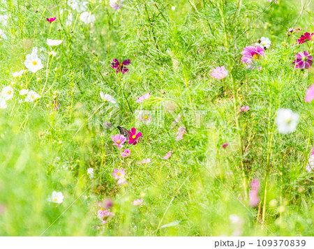 秋の景色　可憐でかわいいカラフルなコスモスの蜜を吸いに来たアゲハ蝶 109370839