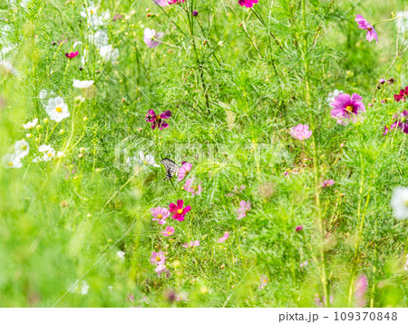 秋の景色　可憐でかわいいカラフルなコスモスの蜜を吸いに来たアゲハ蝶 109370848