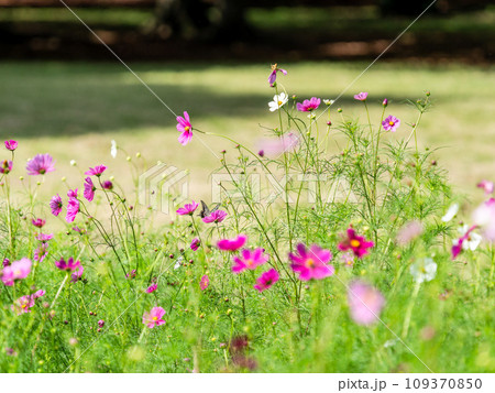 秋の景色　可憐でかわいいカラフルなコスモスの蜜を吸いに来たアゲハ蝶 109370850