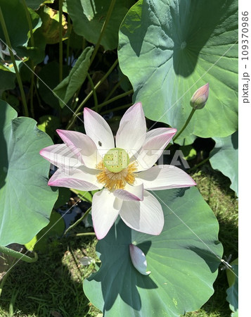 Japanese gardens are traditional gardens whose designs are accompanied by Japanese aesthetics and philosophical ideas, avoid artificial ornamentation, and highlight the natural landscape.  Japanese gardens are traditional gardens whose designs are accompanied by Japanese aesthetics and philosophical ideas, avoid artificial ornamentation, and highlight the natural landscape.  109370986