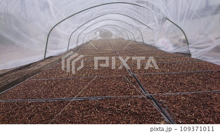 加温芽出し 109371011