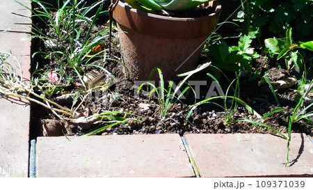 門扉花壇に植えこんだヤブランの葉 門扉花壇に植えこんだヤブランの葉 109371039