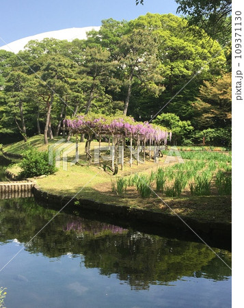 小石川後楽園、池の向こうにある満開の藤棚 小石川後楽園、池の向こうにある満開の藤棚 109371130
