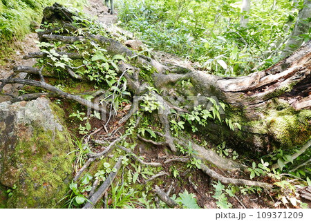 Mount Tanigawa is One of Japanese famous 100 mountains. Mount Tanigawa, Tanigawadake is a craggy, rugged mountain found on the border of Gunma and Niigata prefectures in northern Minakami. Mount Tanigawa is One of Japanese famous 100 mountains. Mount Tanigawa, Tanigawadake is a craggy, rugged mountain found on the border of Gunma and Niigata prefectures in northern Minakami. 109371209