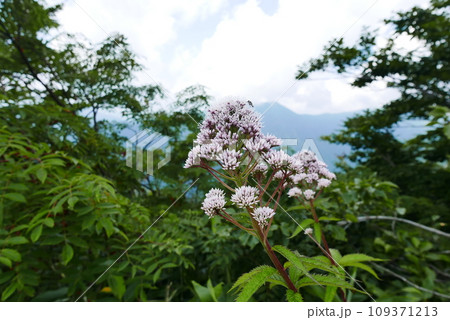 Mount Tanigawa is One of Japanese famous 100 mountains. Mount Tanigawa, Tanigawadake is a craggy, rugged mountain found on the border of Gunma and Niigata prefectures in northern Minakami. Mount Tanigawa is One of Japanese famous 100 mountains. Mount Tanigawa, Tanigawadake is a craggy, rugged mountain found on the border of Gunma and Niigata prefectures in northern Minakami. 109371213